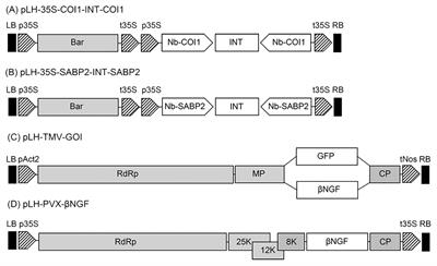 Improving transient expression in N. benthamiana by suppression of the Nb-SABP2 and Nb-COI1 plant defence response related genes